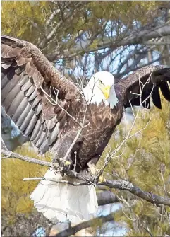  ??  ?? A bald eagle perches on a branch in a tall pine tree on the shore of Sturgeon Lake
on March 11, south of Bobcaygeon Ont. (AP)