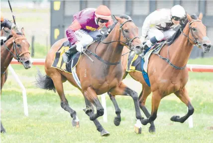  ?? Picture / Race Images ?? Darscape Princess (centre) is favourite for the $200,000 Breeders Stakes tomorrow.