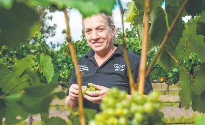  ?? Picture: Contribute­d ?? HERE’S CHEERS: The University of Southern Queensland’s Wine College in Stanthorpe is harvesting its 2021 vintage. Winemaker Arantza Milicua-Celador says 2021 crop is the best of the bunch.