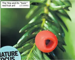  ?? LES BINNS ?? The Yew and its “toxic” red fruit aril