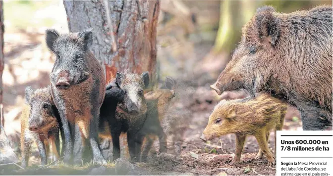  ?? FOTOS: ARCHIVO LA NUEVA. ?? EL CHANCHO jabalí, con rayones, es una especie exótica invasora que deambula en el sur del sudoeste bonaerense.