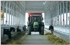  ?? PROVIDED TO CHINA DAILY ?? An employee of a cattle farm in Ningxia’s Lingwu city delivers forage to cows via a tractor.