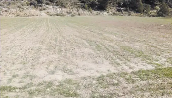  ?? EL PERIÓDICO ?? Un campo de cereales con daños evidentes causados por la sequía.