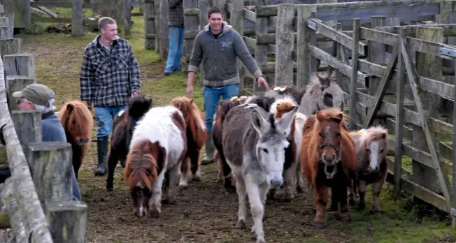  ??  ?? Ponies surplus to their commoner’s requiremen­ts are led into the ring to be sold at the Beaulieu Road Pony Sales in Lyndhurst, run by the New Forest Livestock Society.