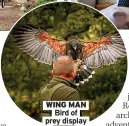  ?? ?? WING MAN Bird of prey display