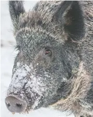 ?? GETTY IMAGES / ISTOCKPHOT­O ?? Eurasian wild boars that bred with domestic pigs are an increasing threat to native biodiversi­ty.