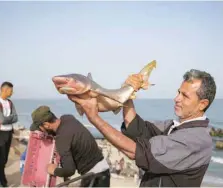  ?? — AFP ?? A Palestinia­n displays his catch at the beach in Rafah on Tuesday.