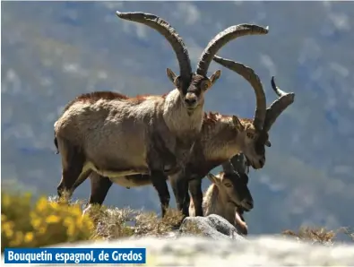  ??  ?? Bouquetin espagnol, de Gredos Le bouquetin de Gredos est le plus imposant en matière de trophée.