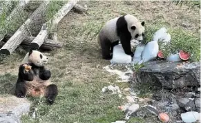 ?? — china daily/ann ?? Playful giants: Panda twins bao di and bao Mei enjoying their third birthday party at Pairi daiza Zoo in belgium.