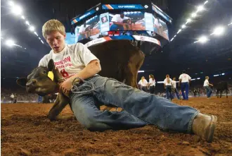  ?? Mark Mulligan / Houston Chronicle ?? A stubborn calf refuses to cooperate during the Calf Scramble at the rodeo.