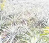  ??  ?? A pineapple plantation in the farm