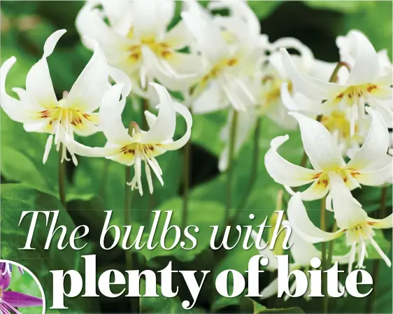  ??  ?? SO ELEGANT:
A stunning display of White Beauty, above. Left: Erythroniu­m dens-canis, and the Revolutum variety, below