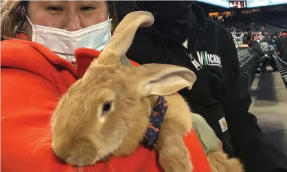  ?? Photograph: Janie McCauley/AP ?? ▲ Kei Kato holds a therapy bunny named Alex during Thursday’s game between the San Francisco Giants and the Miami Marlins in San Francisco.