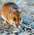  ??  ?? Eine Biene bei Schloss Scherneck im Landkreis Aichach-Friedberg, fotografie­rt von Johannes Dolpp. Die gefräßige Maus hat Willhart Reiz in Adelsried bei Augsburg entdeckt.