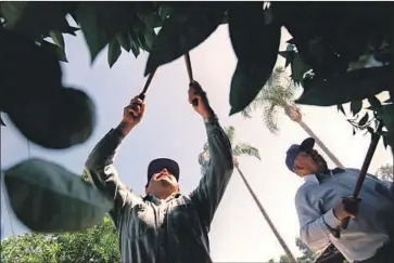  ?? Frank Wiese Los Angeles Times ?? HERNANDEZ, left, and Al Trujillo trim trees at Bothwell, which has been proposed for historical protection.