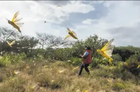  ?? Ben Curtis / Associated Press ?? Locusts swarm a field in Kenya’s Nasuulu Conservanc­y. The worst outbreak in 70 years already has decimated crops in Somalia and Ethiopia.