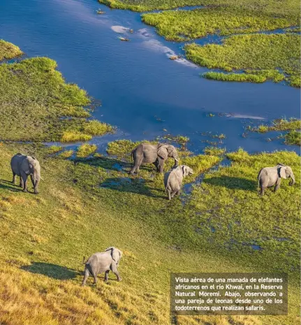  ??  ?? Vista aérea de una manada de elefantes africanos en el río Khwai, en la Reserva Natural Moremi. Abajo, observando a una pareja de leonas desde uno de los todoterren­os que realizan safaris.