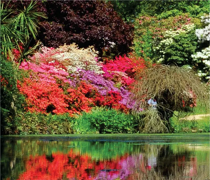  ??  ?? Bright, vivid and vibrant: The warm May weather has produced a swathe of radiant blooms around the ‘Azalea Bowl’ on the banks of the Beaulieu River in the New