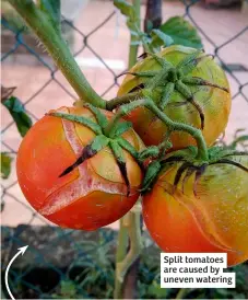  ?? ?? Split tomatoes are caused by uneven watering