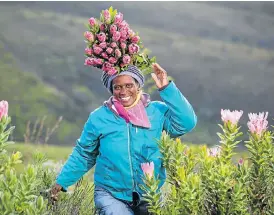  ?? /Supplied ?? Pretty in pink: The Flower Valley Conservati­on Trust builds trust with harvesters while informing landowners and farmers of harvesting methods and environmen­tal, social and labour principles.