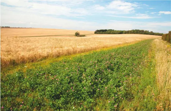  ??  ?? Wildflower margins (above) provide food for partridge broods of up to 16 chicks (left)
Above left: Peppering Partridge Project on the Norfolk estate, Sussex, has proved a success