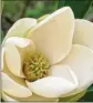  ?? COURTESY OF ARNOLD ARBORETUM OF HARVARD ?? The sweetbay magnolia may become the new state flower.