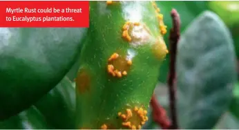  ??  ?? Myrtle Rust could be a threat to Eucalyptus plantation­s.