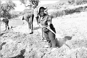  ?? ?? A diligent agribusine­ss owner Simangele Dlamini preparing land for organic farming.