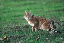  ?? SONG DAZHAO / XINHUA ?? A desert cat appears in Qilian Mountain National Park on June 2.