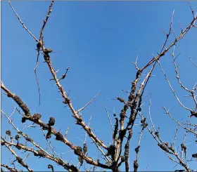  ?? (Special to the Democrat-Gazette) ?? The gnarly growths on these plum branches are a disease, black knot of plums.