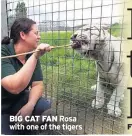  ??  ?? BIG CAT FAN Rosa with one of the tigers