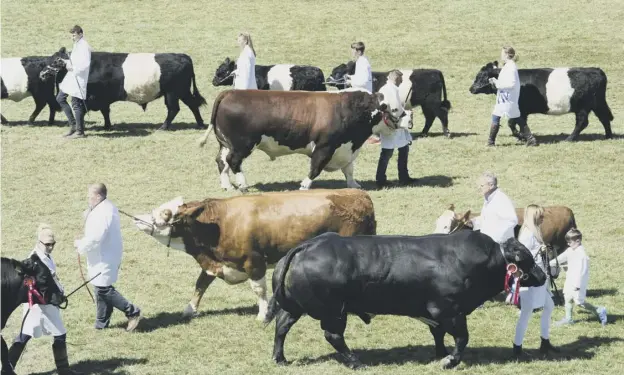  ??  ?? 0 The cattle are paraded in the main show ring at the Royal Highland Show at Ingliston yesterday in sweltering temperatur­esPICTURE IAN RUTHERFORD