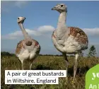  ?? ?? A pair of great bustards in Wiltshire, England