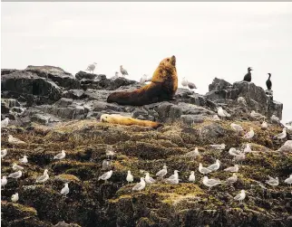  ?? PHOTOS: PAULA WORTHINGTO­N ?? Thanks to the protection of land, marine and airborne wildlife, Haida Gwaii has reclaimed its name as a sacred place of beauty and history.