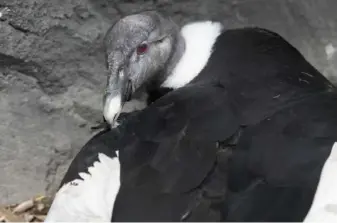  ?? Emily Matthews/Post-Gazette ?? Andean condor Lianni, who is incubating her egg, is now residing outside in the Condor Court habitat at the National Aviary on the North Side.