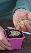  ?? ?? Cover seeds with vermiculit­e to help keep the compost moist