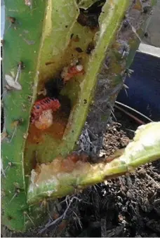  ?? PHOTO: CONTRIBUTE­D ?? Cactoblast­us cactorum larvae hard at work destroying a prickly pear plant.