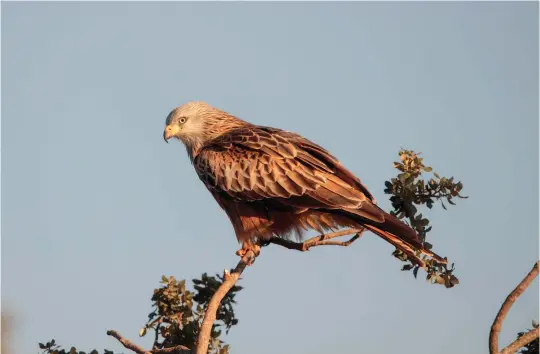  ?? ?? FOUR: Adult Red Kite (Extremadur­a, Spain, 1 December 2017). Note the almost white head and iris, as well as the distinctly marked, black-centred upperwing coverts of this bird, all diagnostic characters of adult Red Kite. The wing-tips fall clearly short of the tail-tip, which is a good structural difference from Black Kite.