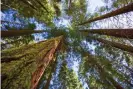  ??  ?? Sequoias at Mariposa Grove of Yosemite, California. Sequoias are dying in remarkable numbers. Photograph: Natureworl­d/ Alamy