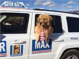  ??  ?? Mayor Max spends his days promoting local businesses and charities and attending town events in Idyllwild, California. Photograph: Courtesy Phyllis Mueller