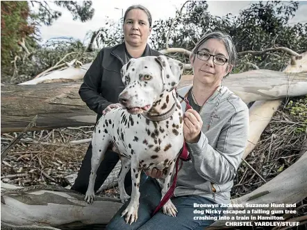  ?? CHRISTEL YARDLEY/STUFF ?? Bronwyn Jackson, Suzanne Hunt and dog Nicky escaped a falling gum tree crashing into a train in Hamilton.