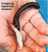  ??  ?? A single lug tipped with mackerel