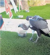  ?? ROBERTO KOLTUN/TRIBUNE NEWS SERVICE ?? Peanut, a 31-year-old Indian white-rumped vulture, put his beak on the No. 18 of Kyle Busch’s Toyota Camry to win the title Sunday at Homestead-Miami Speedway.