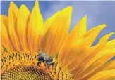 ?? MATT MCCLAIN/WASHINGTON POST ?? A single sunflower consists of hundreds of individual florets, each of which becomes a seed after pollinatio­n by bees.