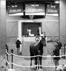  ?? FASIG-TIPTON PHOTO ?? This Bernardini colt blazed a furlong in 9 4/5 at the breeze show, then sold for a sale record $3.55 million at F-T Midlantic.