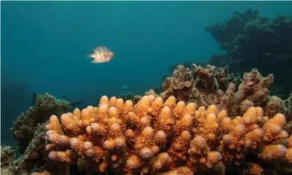  ?? Photograph: Lucas Jackson/Reuters ?? A sergeant major reef fish swims above staghorn coral. Scientists say the only way to fix the problem facing the Great Barrier Reef is to reduce emissions.