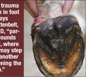  ??  ?? Continued trauma is common in foot wounds, says Derek Knottenbel­t, BVM&amp;S, PhD, “particular­ly wounds to the heel, where the horse may step on it with another foot, reopening the entire area.”