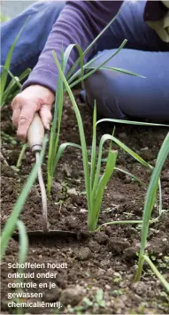  ??  ?? Schoffelen houdt onkruid onder controle en je gewassen chemicalië­nvrij.