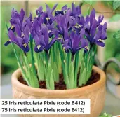  ??  ?? 25 Iris reticulata Pixie (code B412) 75 Iris reticulata Pixie (code E412)
