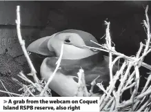  ?? ?? > A grab from the webcam on Coquet Island RSPB reserve, also right